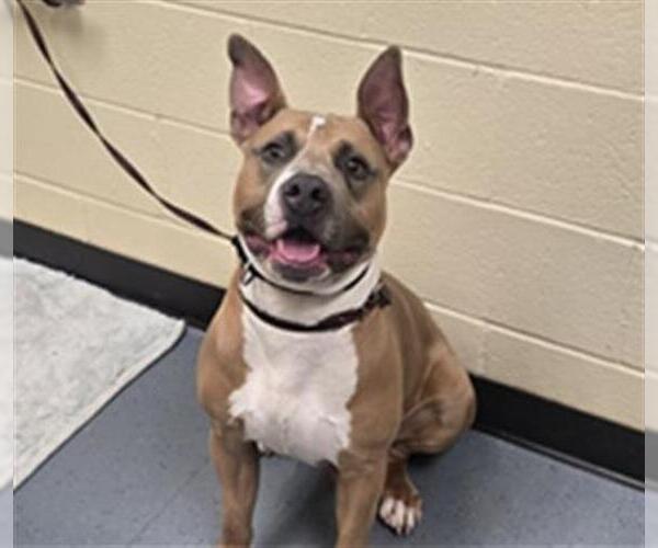 Medium Photo #1 American Pit Bull Terrier Puppy For Sale in Denver, CO, USA