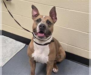 American Pit Bull Terrier Dogs for adoption in Denver, CO, USA