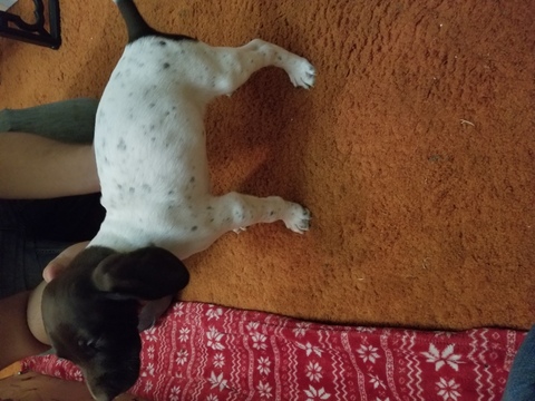 Medium Photo #1 German Shorthaired Pointer Puppy For Sale in VANDERGRIFT, PA, USA