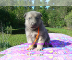 Small #5 German Shepherd Dog