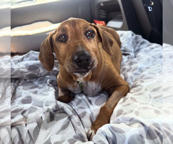 Medium Photo #3 Beagle-Unknown Mix Puppy For Sale in Houston, TX, USA