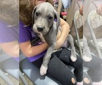 Puppy 2 Great Dane