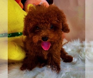 Poodle (Toy) Puppy for sale in ASTORIA, NY, USA
