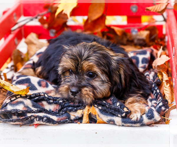 Medium Photo #54 Shorkie Tzu Puppy For Sale in WAKARUSA, IN, USA