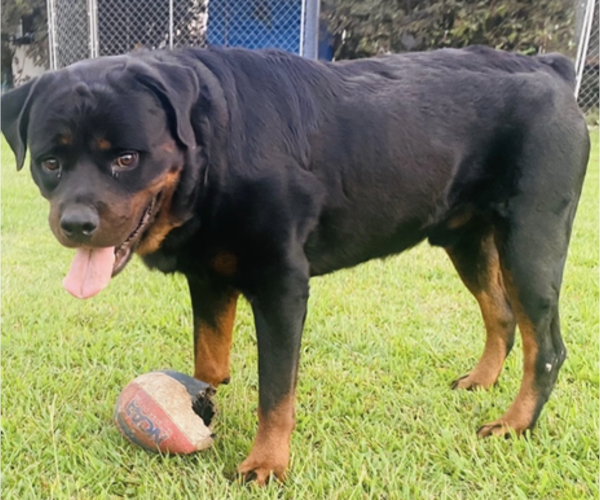 Medium Photo #1 Rottweiler Puppy For Sale in CASTLE HAYNE, NC, USA