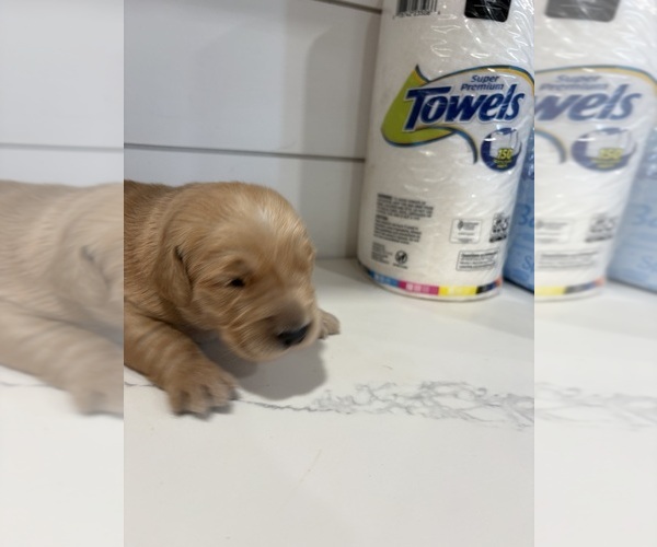 Medium Photo #1 Golden Retriever Puppy For Sale in GARDEN VALLEY, CA, USA