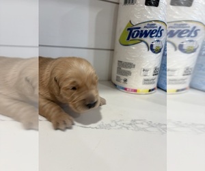 Golden Retriever Puppy for sale in GARDEN VALLEY, CA, USA