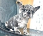 Small Photo #3 French Bulldog Puppy For Sale in HENDERSON, NV, USA