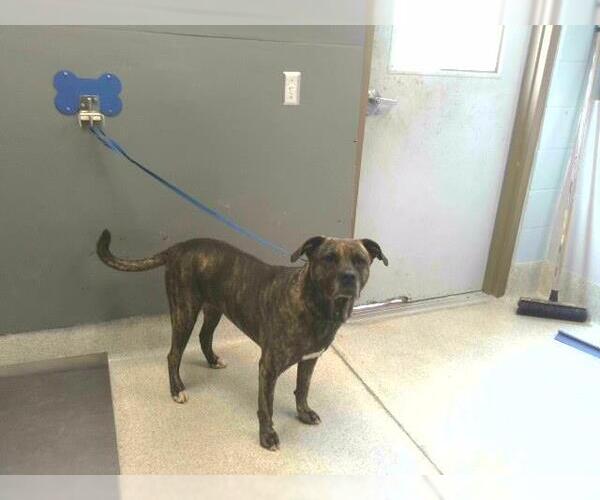 Medium Photo #3 Plott Hound-Unknown Mix Puppy For Sale in Tallahassee, FL, USA