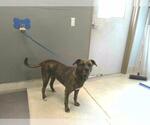 Small #2 Plott Hound Mix
