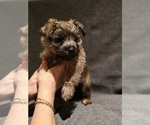 Small #1 Cairn Terrier