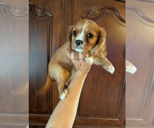 Cavalier King Charles Spaniel Puppy for sale in CENTURIA, WI, USA