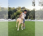 Small Photo #1 Doberman Pinscher Puppy For Sale in CHINO HILLS, CA, USA
