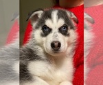 Small Photo #12 Siberian Husky Puppy For Sale in ROSEVILLE, CA, USA