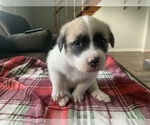 Small Photo #6 Belgian Malinois-Great Pyrenees Mix Puppy For Sale in APPLETON, NY, USA