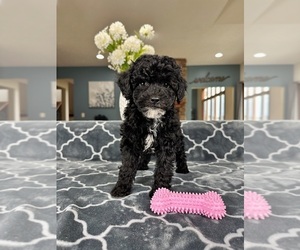 Poodle (Miniature) Puppy for sale in GREENFIELD, IN, USA
