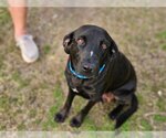 Small Photo #7 Labrador Retriever-Unknown Mix Puppy For Sale in Canton, CT, USA