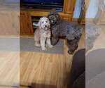 Small Photo #1 Goldendoodle Puppy For Sale in LAFAYETTE, IN, USA