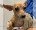 Small Chihuahua Mix