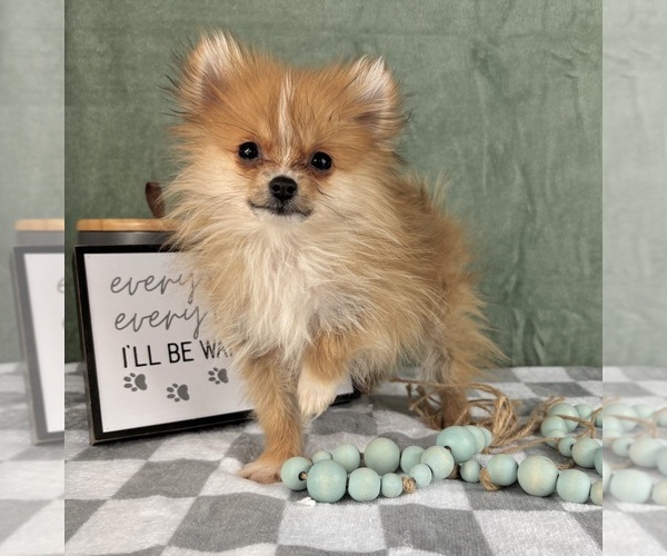 Medium Photo #1 Pomeranian Puppy For Sale in INDIANAPOLIS, IN, USA