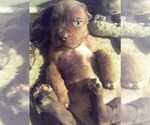 Small Photo #10 America Bandogge Mastiff-American Bandogge Mix Puppy For Sale in MONTROSS, VA, USA