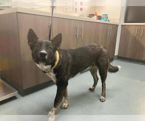 Mutt Dogs for adoption in Baytown, TX, USA