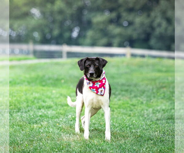Medium Photo #5 Border Collie-Unknown Mix Puppy For Sale in Unionville, PA, USA
