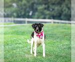 Small #4 Border Collie Mix