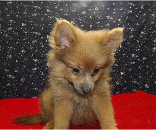 Medium Photo #8 Pomeranian Puppy For Sale in PATERSON, NJ, USA