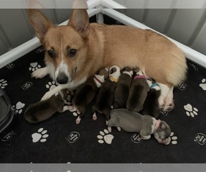 Pembroke Welsh Corgi Puppy for sale in CLEVELAND, TX, USA