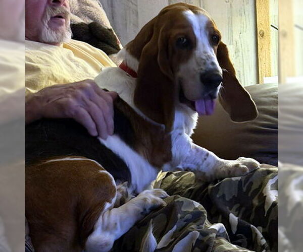 Medium Photo #4 Basset Hound Puppy For Sale in Deepwater, NJ, USA