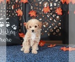 Small #1 Bichpoo