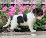 Small #1 Beagle