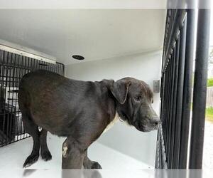 Labrador Retriever-Unknown Mix Dogs for adoption in Houston, TX, USA
