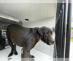 Small Labrador Retriever Mix