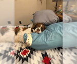 Small Photo #3 Brittany Puppy For Sale in Curwensville, PA, USA