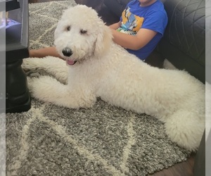 Golden Retriever-Goldendoodle Mix Puppy for sale in ALAFAYA, FL, USA