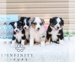 Small #1 Miniature Australian Shepherd
