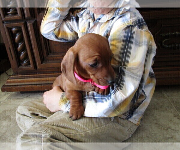 Medium Photo #11 Dachshund Puppy For Sale in OWEN, WI, USA