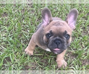 French Bulldog Puppy for sale in SEBRING, FL, USA