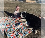 Small Photo #1 Border Collie Puppy For Sale in VERNAL, UT, USA