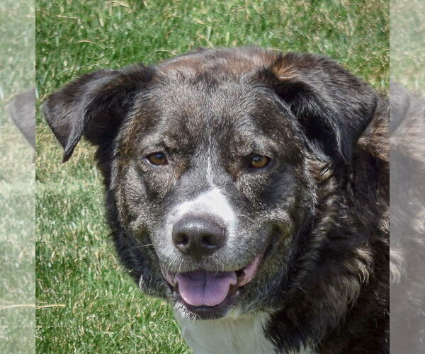 Medium Photo #1 Border-Aussie Puppy For Sale in Huntley, IL, USA