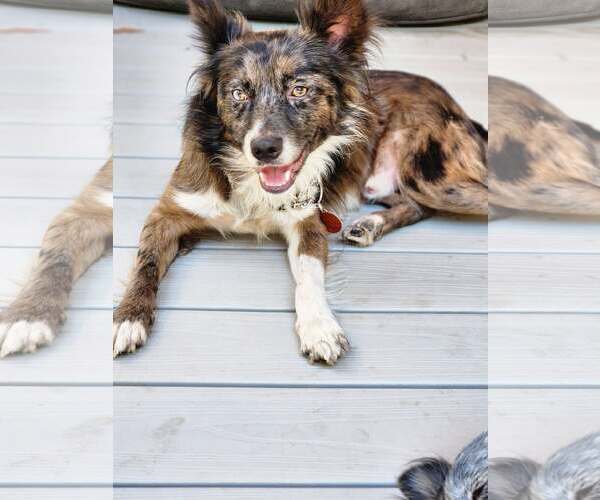 Medium Photo #1 Australian Shepherd Puppy For Sale in Paso Robles, CA, USA