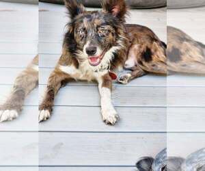 Australian Shepherd Dogs for adoption in Paso Robles, CA, USA