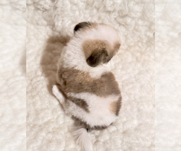 Medium Photo #2 Pomeranian Puppy For Sale in REDLANDS, CA, USA