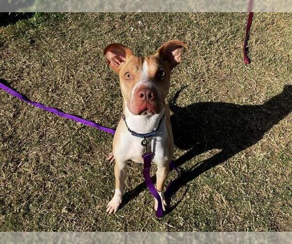 Medium Photo #1 Chinese Shar-Pei-Unknown Mix Puppy For Sale in Corpus Christi, TX, USA