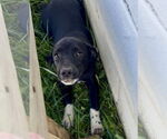 Small #1 Beagle Mix