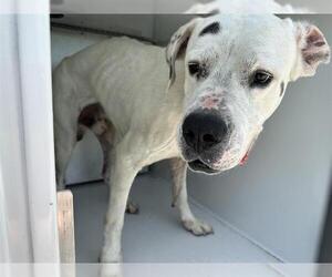 Medium Dogo Argentino Mix