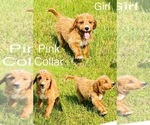 Small Photo #4 Goldendoodle Puppy For Sale in GROVETON, TX, USA