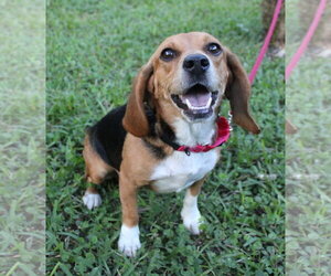Sundae aka Sunni - Female Beagle Dog for Adoption - Photo #2
